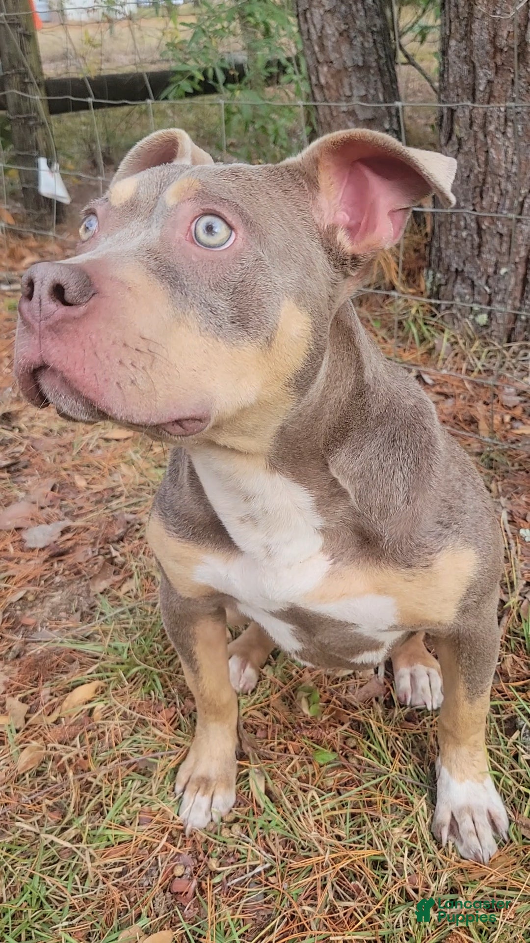 American Bully dogs for sale: Gal - Ad 4