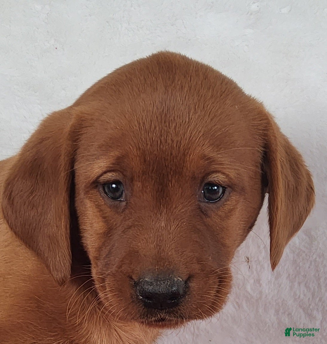Labrador Retriever dogs for sale: Penny - Ad 1