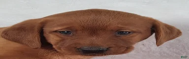 Penny