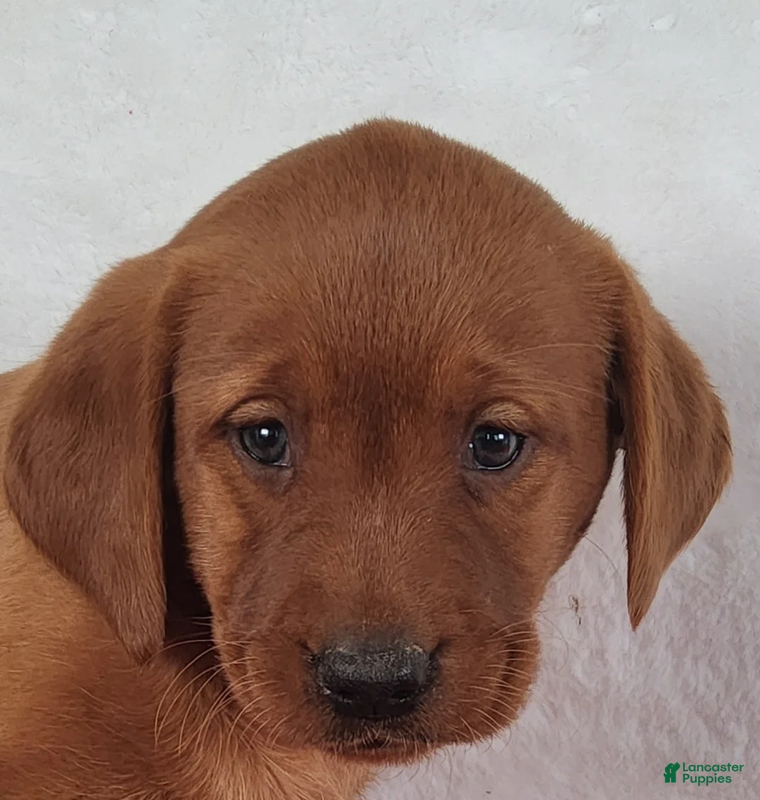 Labrador Retriever dogs for sale: Penny - Ad 1