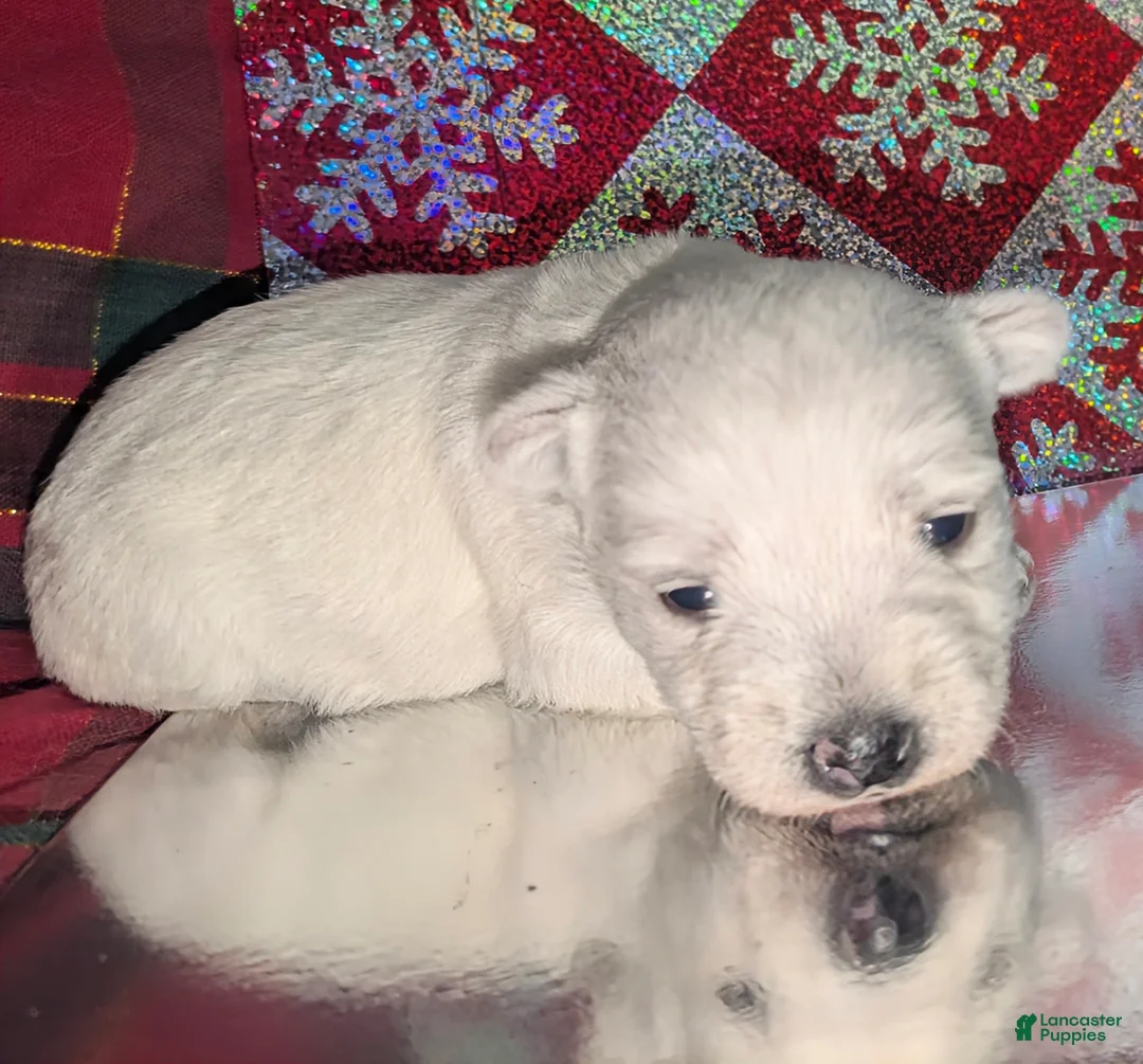 West Highland Terrier dogs for sale: Snow Baby - Ad 10