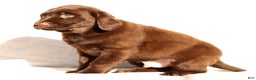 Labrador Retriever dogs for sale: Spice - Ad 6