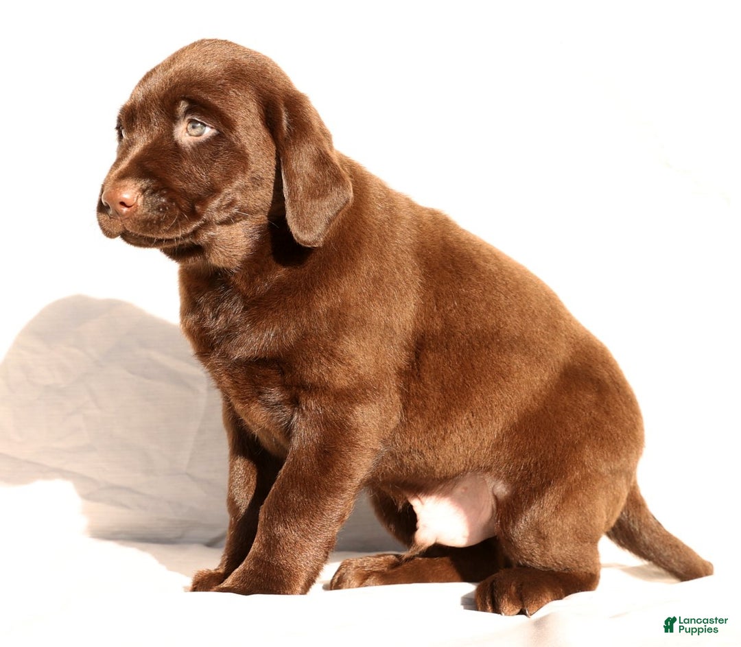 Labrador Retriever dogs for sale: Spice - Ad 6