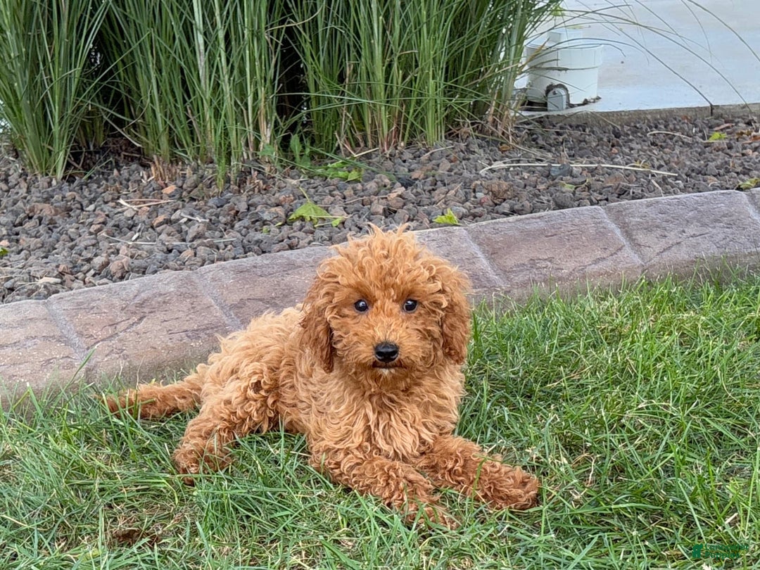 Cockapoo dogs for sale: Terry - Ad 11