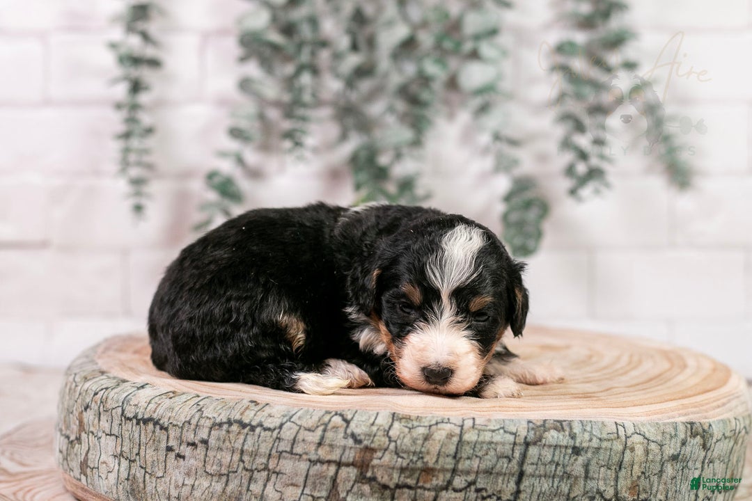 Bernedoodle dogs for sale: Torch - Ad 4