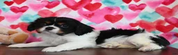 Cavalier King Charles Spaniel dogs for sale: Cleo - Ad 1