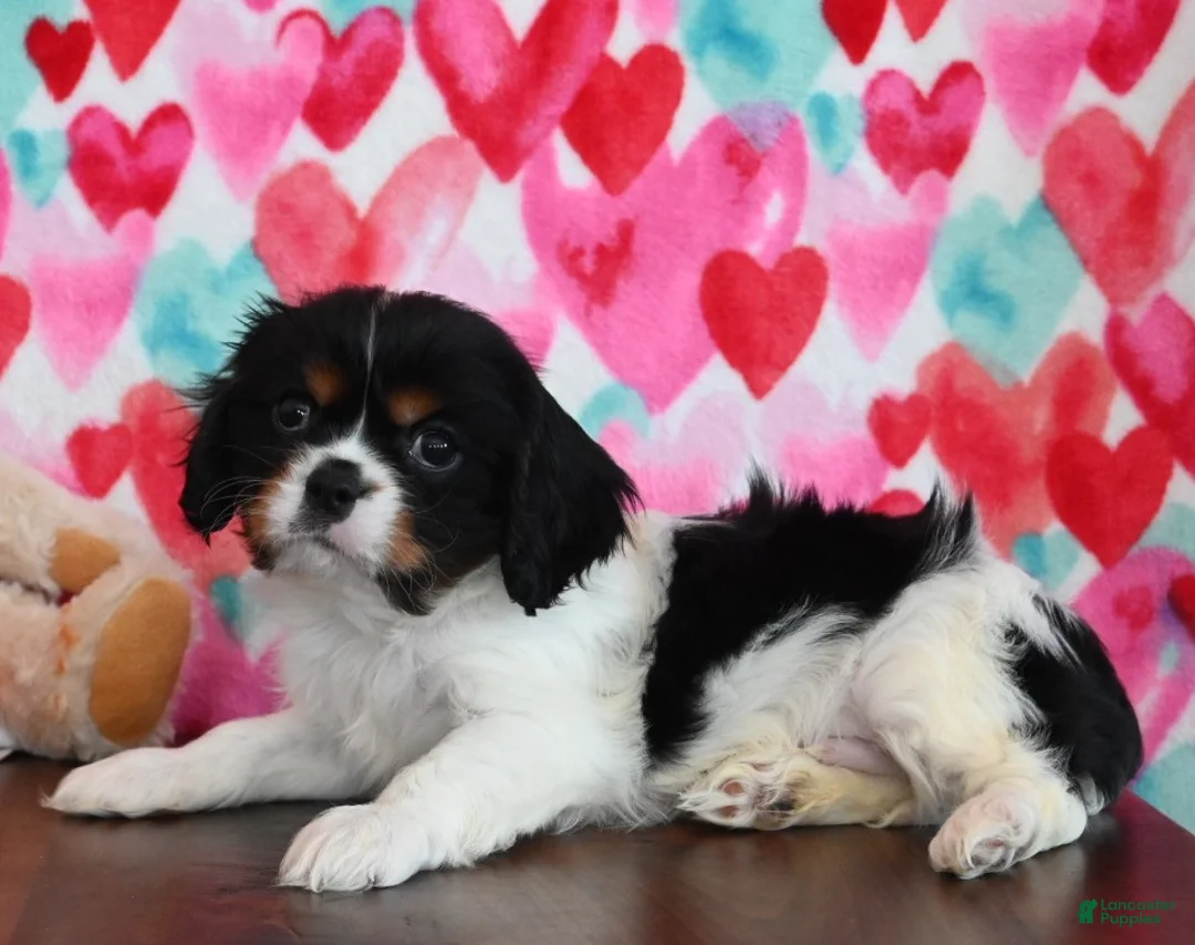 Cavalier King Charles Spaniel dogs for sale: Cleo - Ad 1