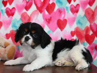 Cavalier King Charles Spaniel dogs Cleo - Ad 30