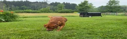Labrador Retriever dogs for stud: Barney - Ad 8