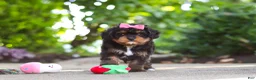 Cavapoo dogs for sale: Millie - Ad 11