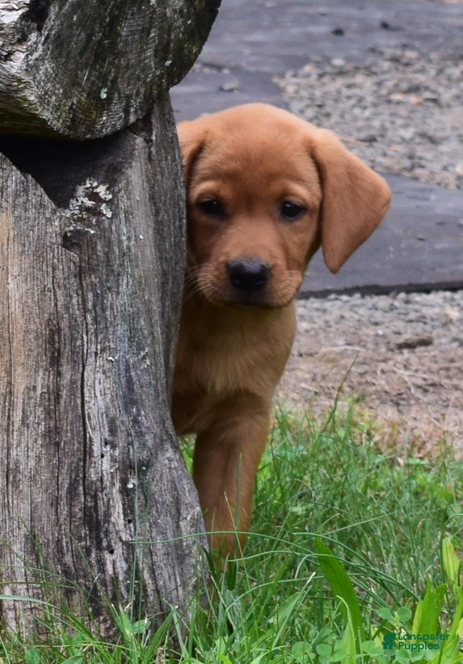 Labrador Retriever dogs Bronze - Ad 1