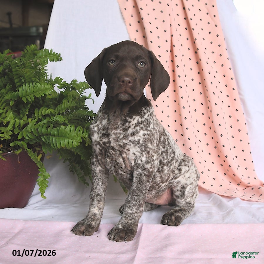 German Shorthaired Pointer dogs Aurora - Ad 29