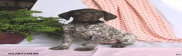 German Shorthaired Pointer dogs for sale: Aurora - Ad 1