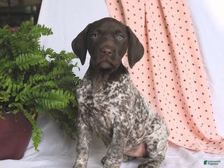 German Shorthaired Pointer dogs Aurora - Ad 9