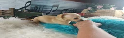 Chihuahua dogs for sale: Autumns fawn boy. Hand Delivery  - Ad 2