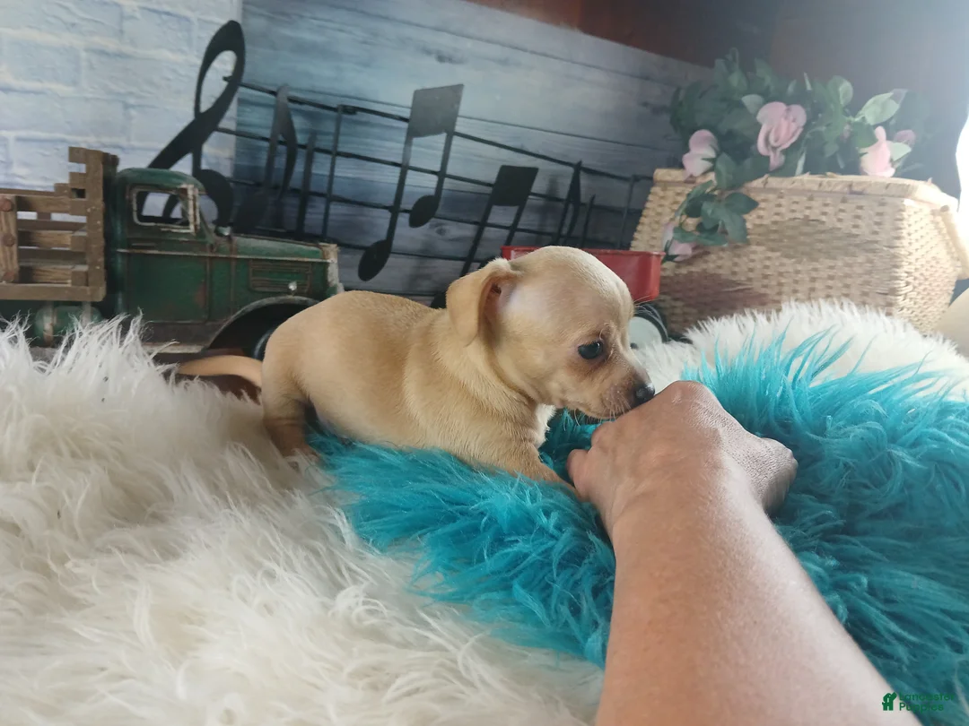 Chihuahua dogs for sale: Autumns fawn boy. Hand Delivery  - Ad 2