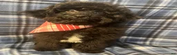 Miniature Poodle dogs for sale: Miniature Poodle 1 - Ad 6