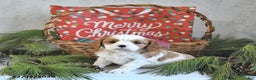 Cavalier King Charles Spaniel dogs for sale: Holly - Ad 4