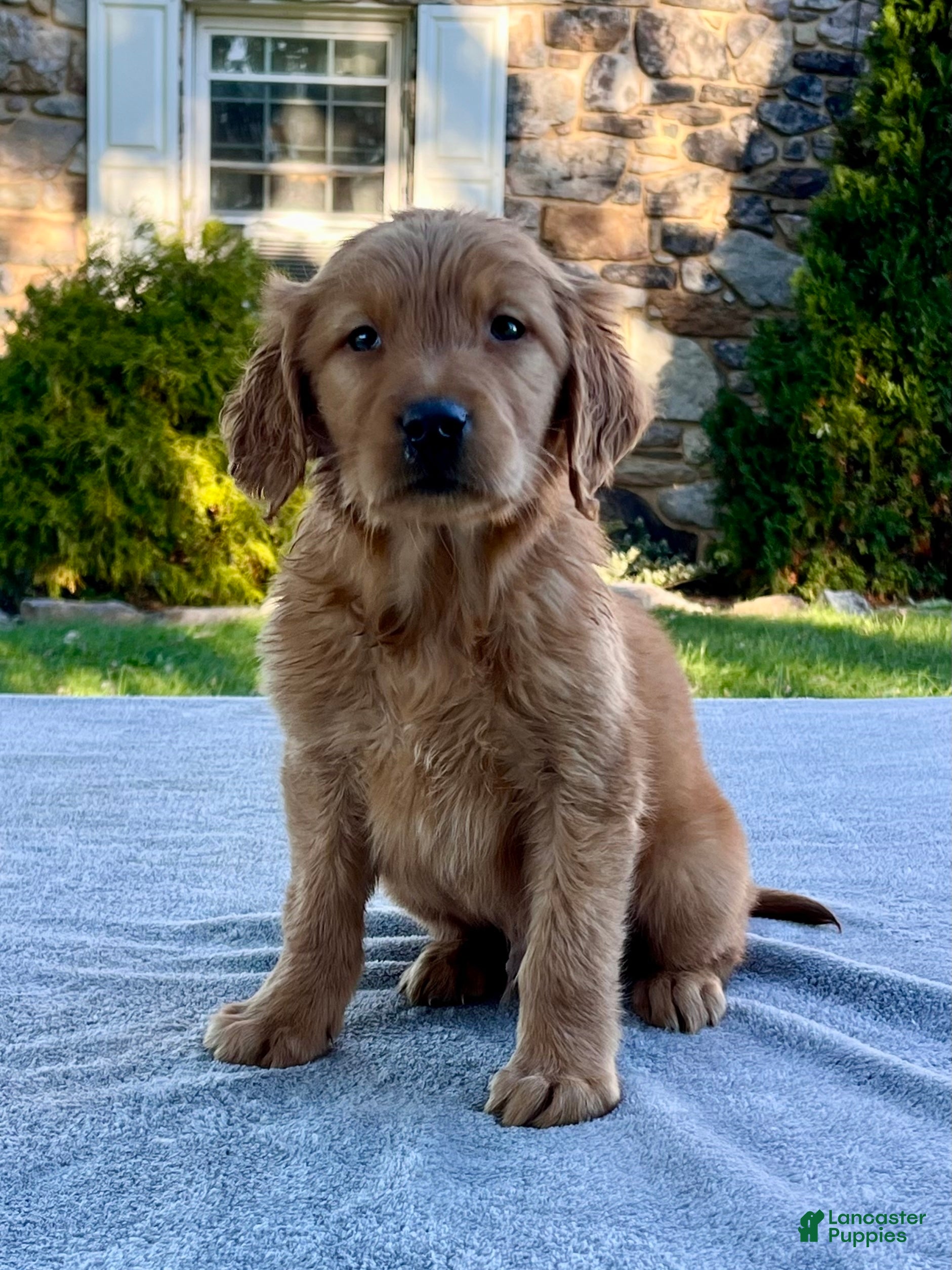 Golden Retriever dogs Link - Ad 1