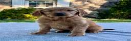 Golden Retriever dogs for sale: Link - Ad 1