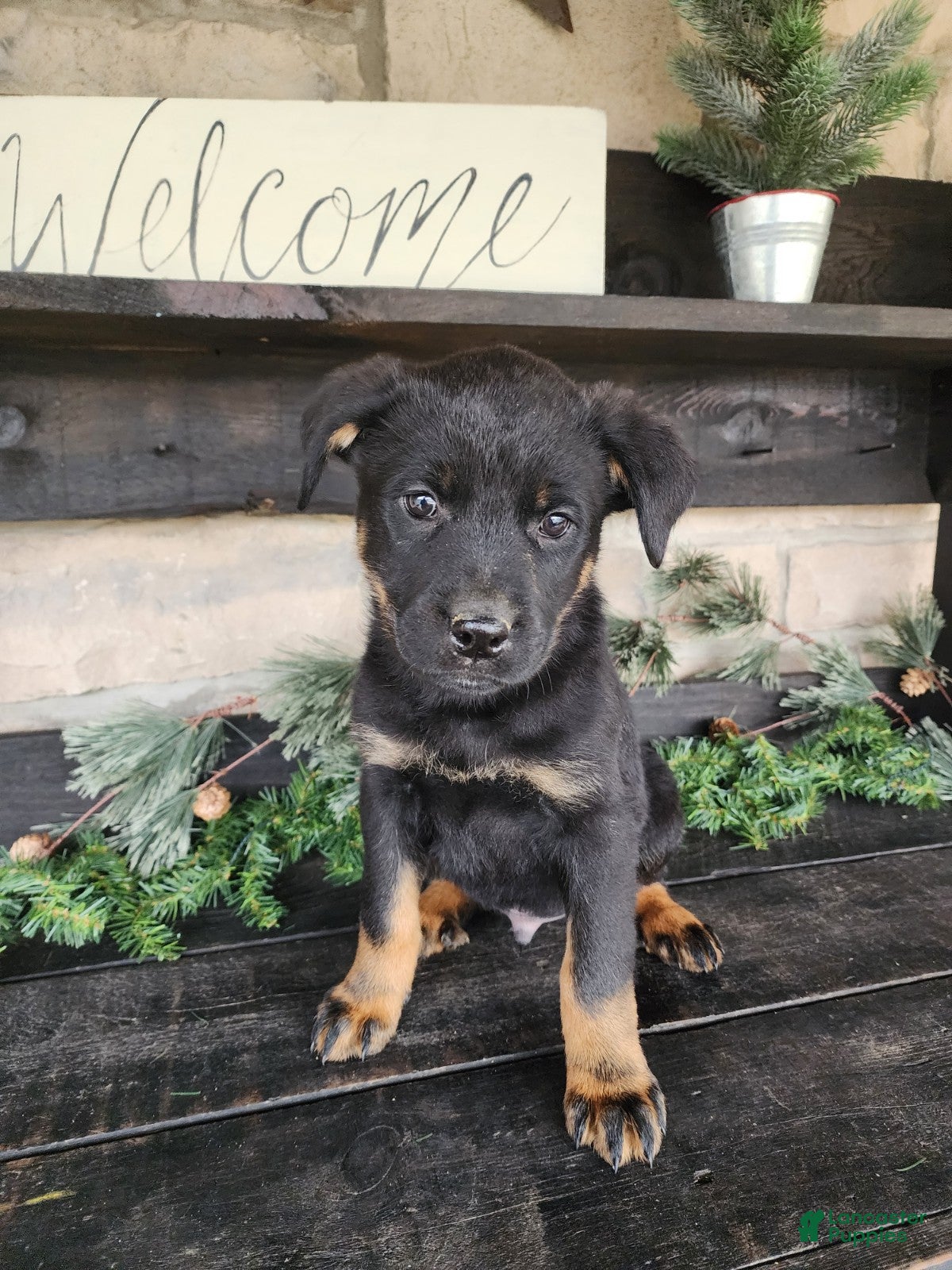 Mixed Breed dogs Rambo - Ad 41