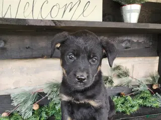 Mixed Breed dogs Rambo - Ad 41