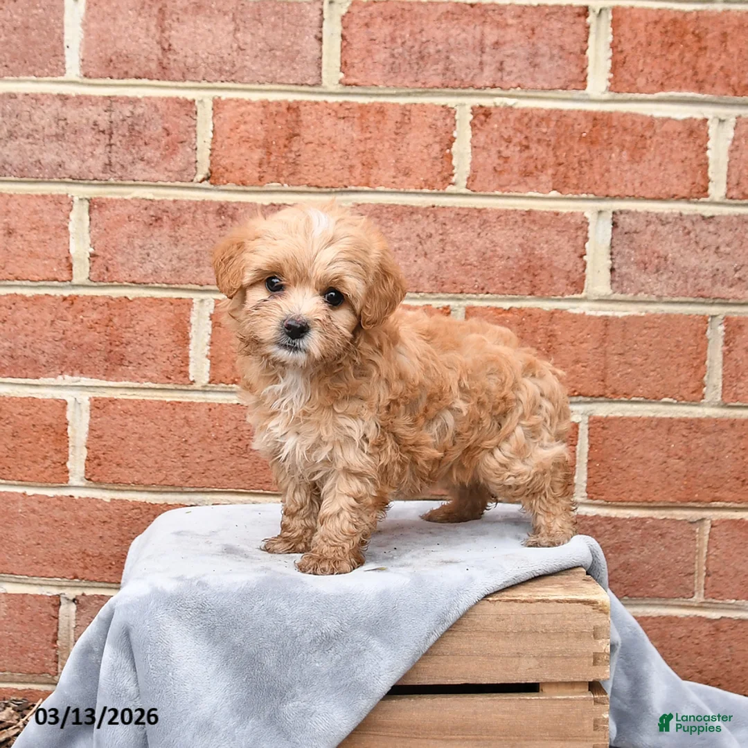 Maltipoo dogs for sale: Mocha - Ad 1