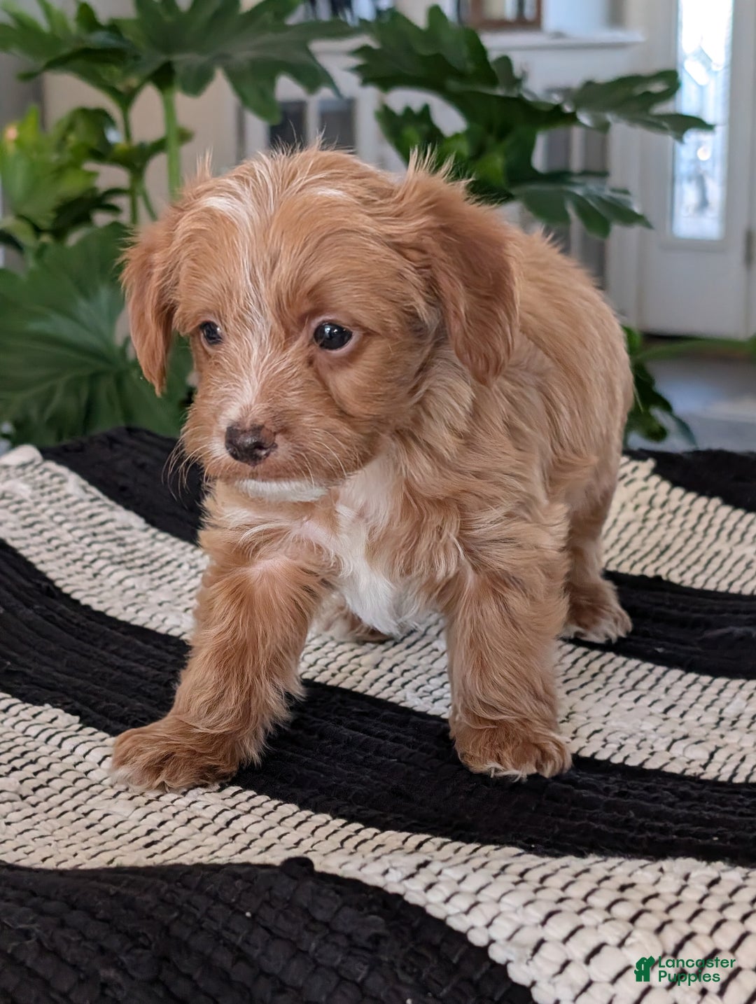 Yorkiepoo dogs for sale: Sparky - Ad 3