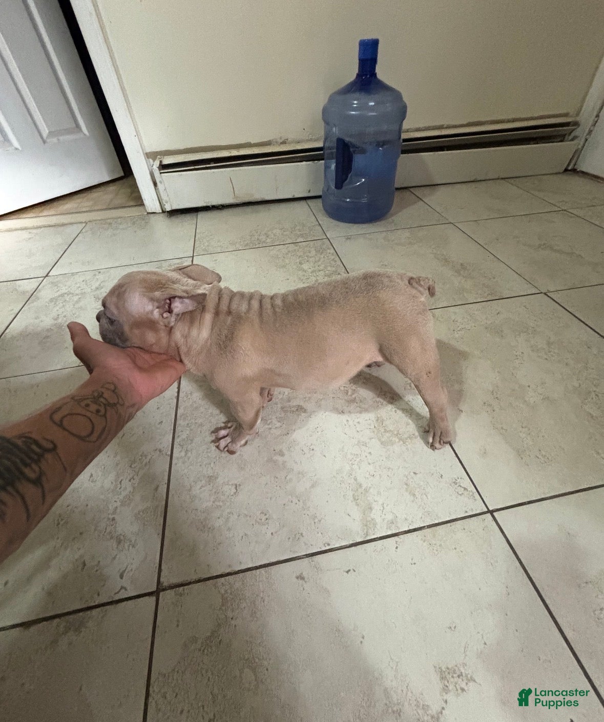 American Bully dogs American Bully Puppy 3 - Ad 7