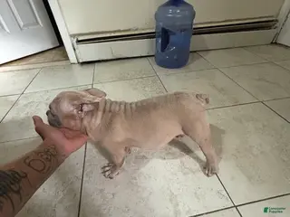 American Bully dogs American Bully Puppy 3 - Ad 23