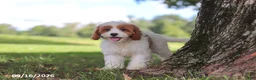 Cavapoochon dogs for sale: Ciera - Ad 3
