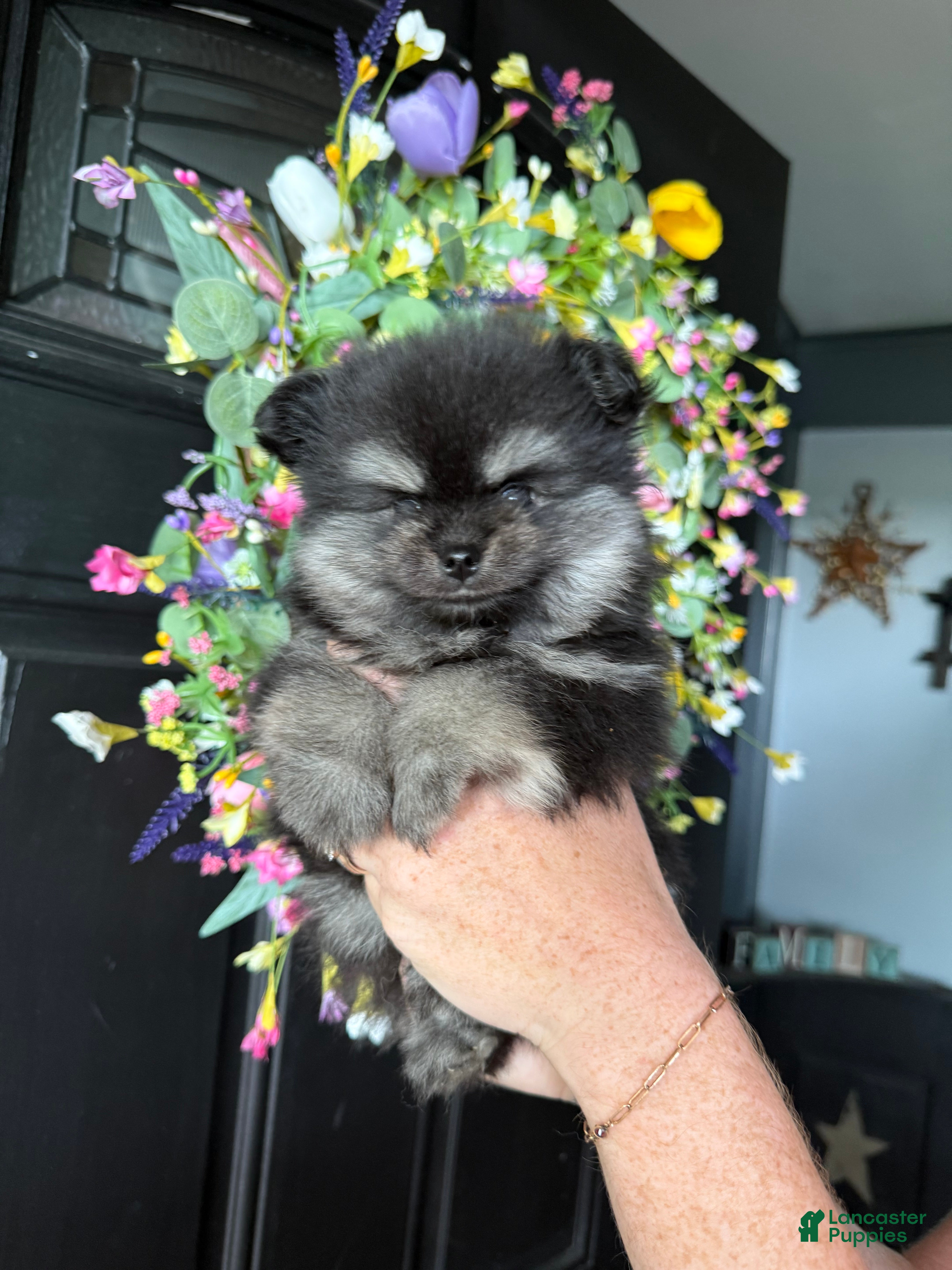 Pomeranian dogs Apple Jack - Ad 21