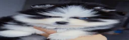 Pomsky dogs for sale: Calypso  - Ad 1