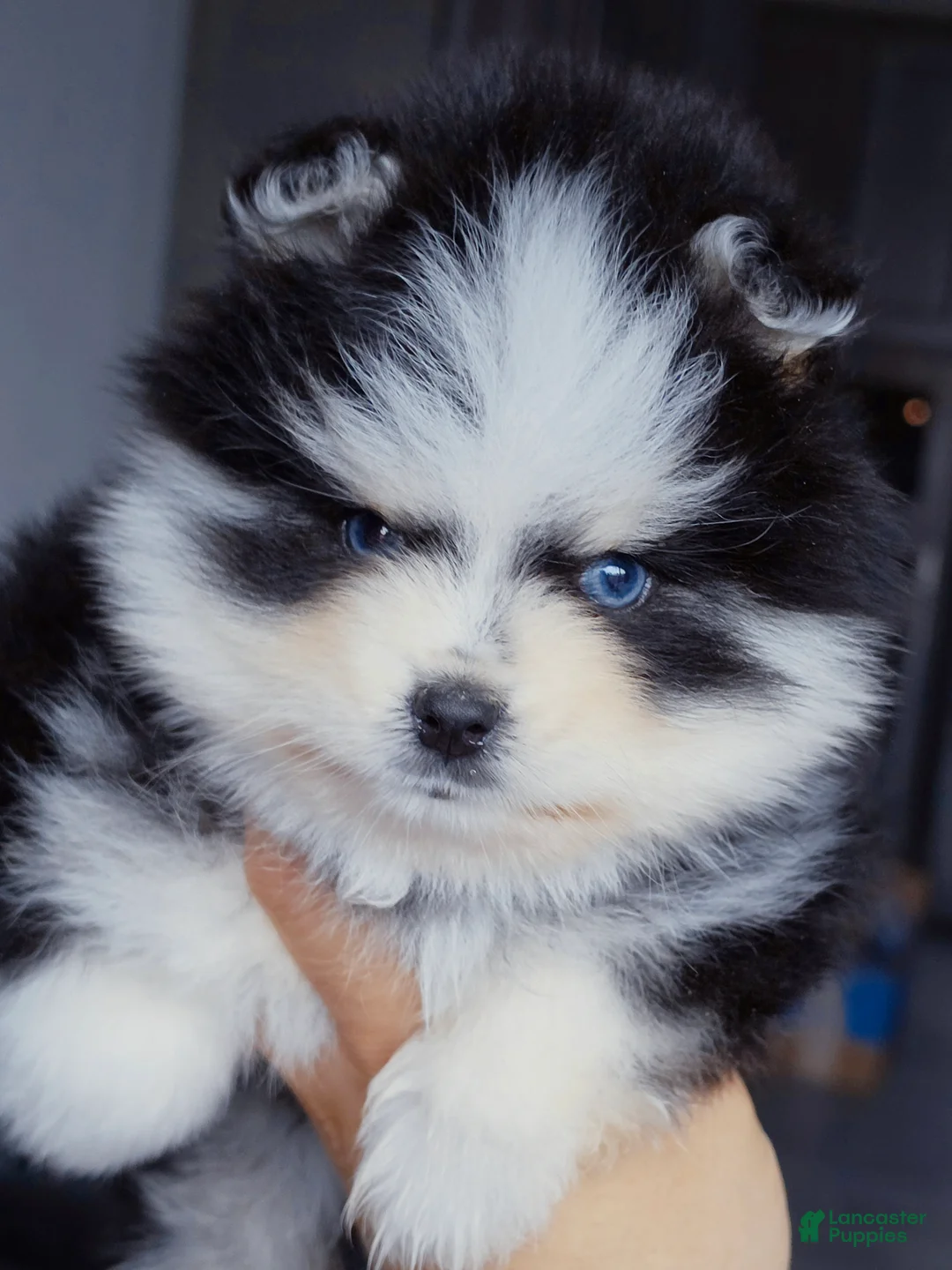 Pomsky dogs for sale: Calypso  - Ad 1