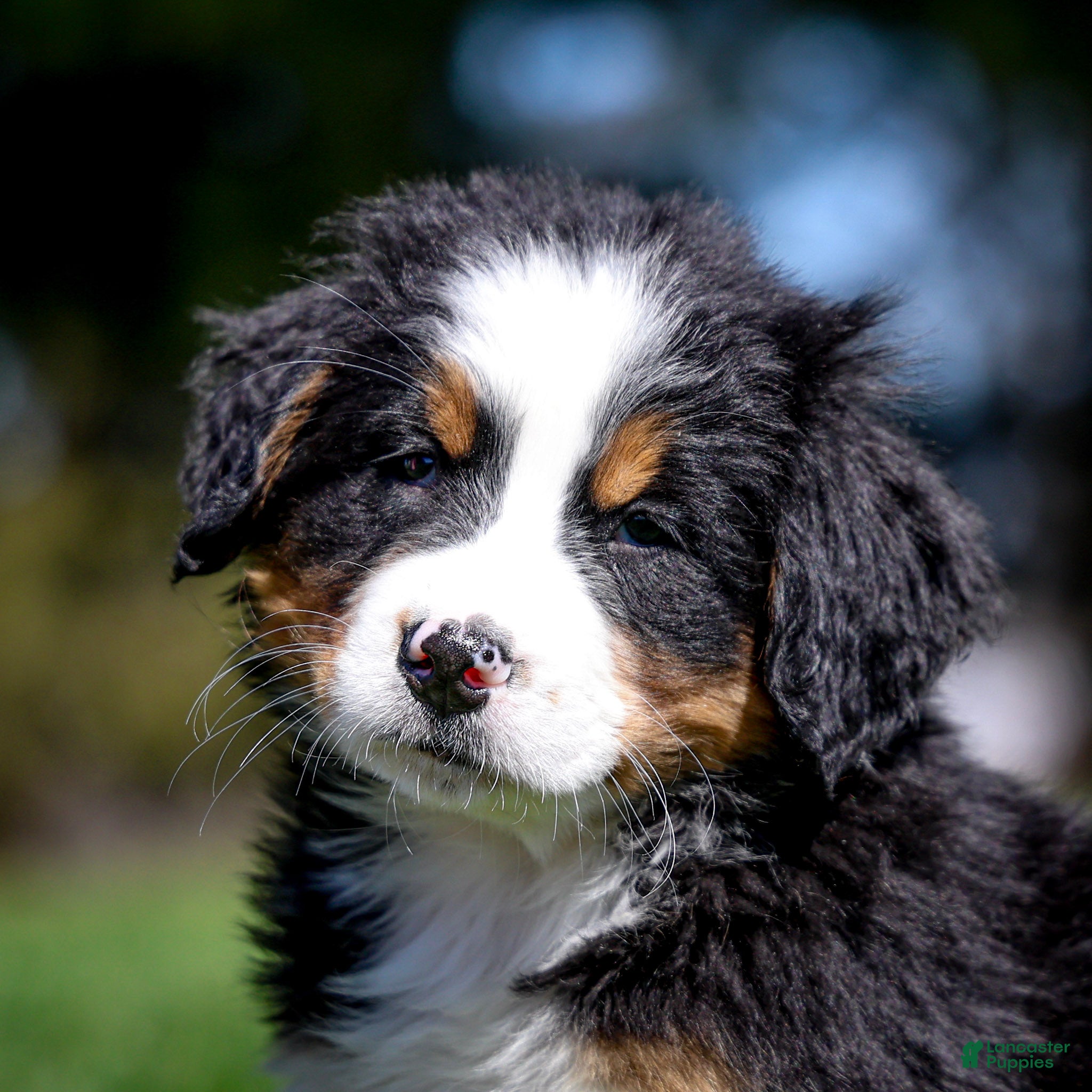 Bernese Mountain Dog dogs Raven - Ad 1