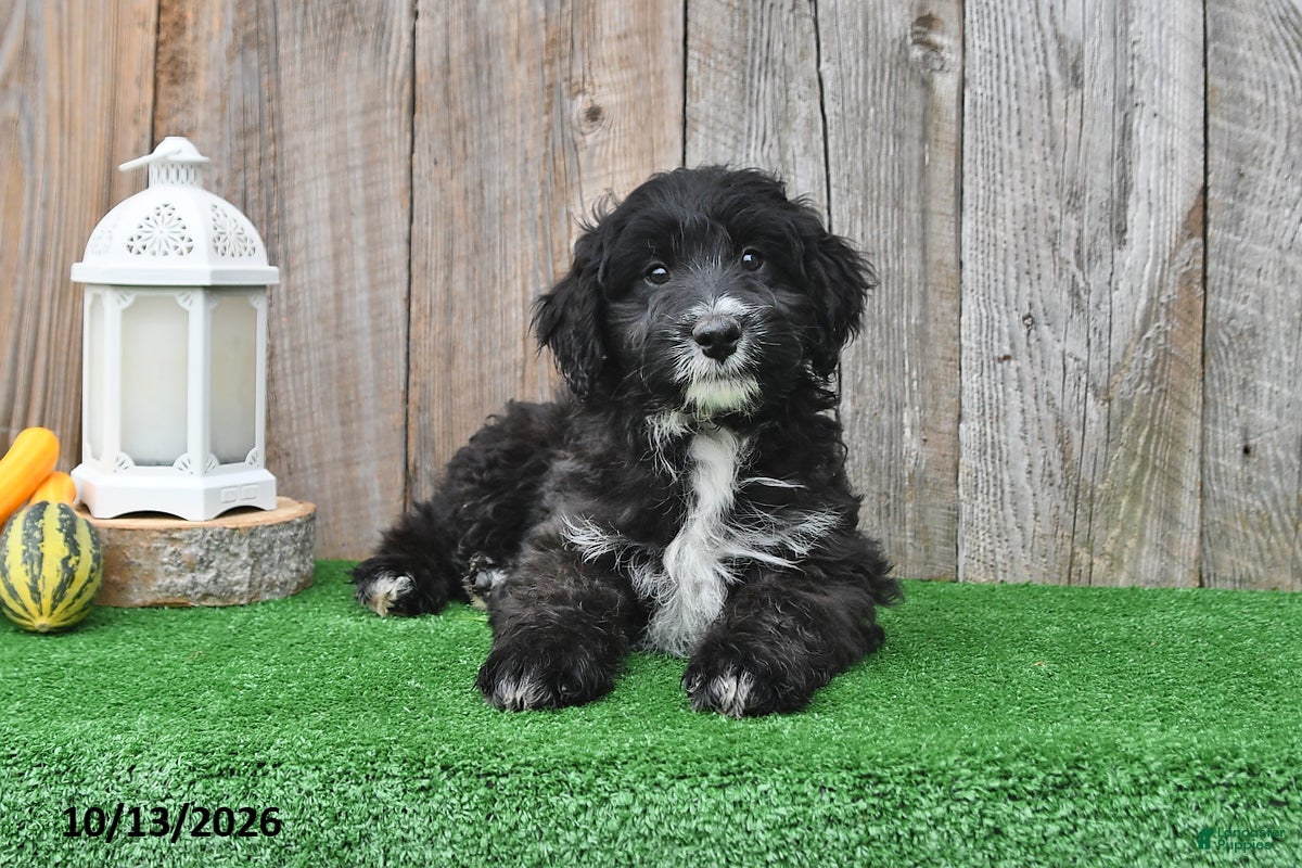 Mini Aussiedoodle dogs Asher - Ad 2