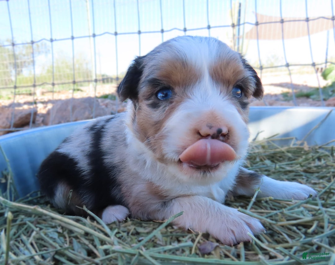 Miniature Australian Shepherd dogs for sale: Blue merle girl with blue eyes - Ad 3
