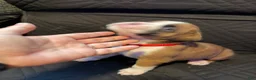 Boxer dogs for sale: Mickey - Ad 3