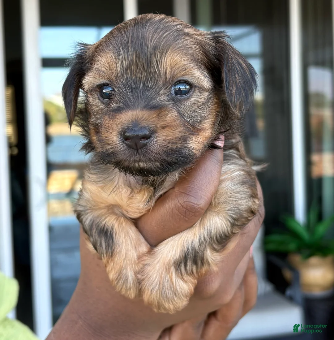 Yorkiepoo dogs for sale: Yorkiepoo Puppy 1 - Ad 2
