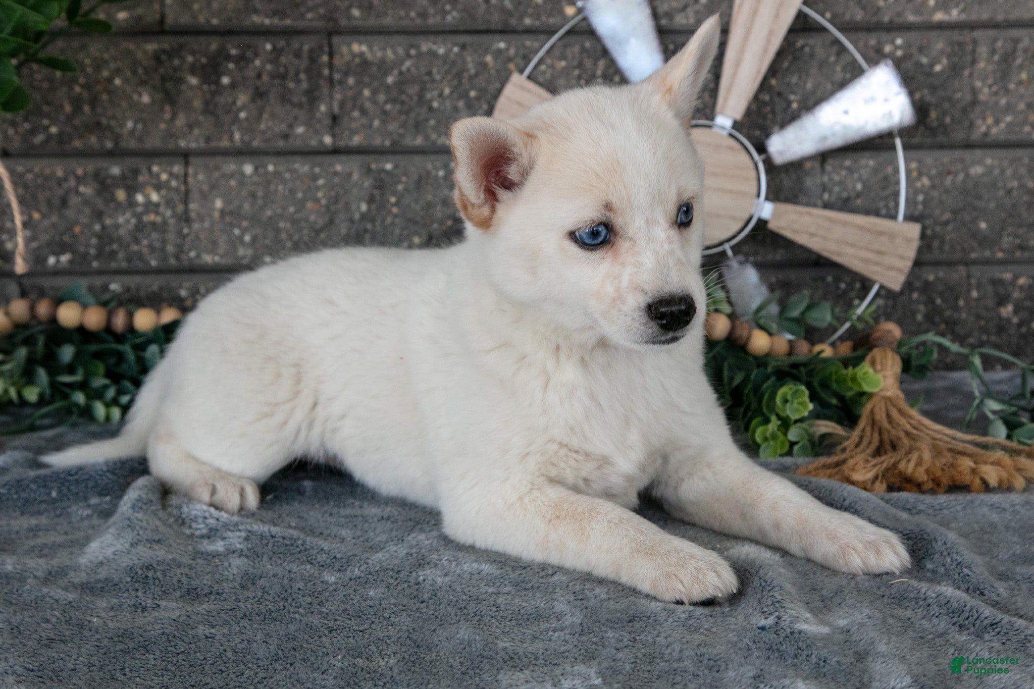 Pomsky dogs Callie - Ad 1