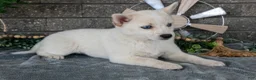 Pomsky dogs for sale: Callie - Ad 1