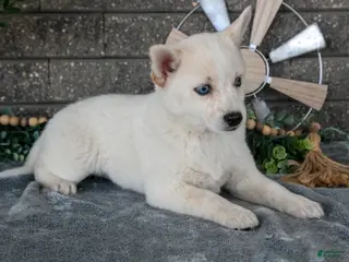 Pomsky dogs for sale: Callie - Ad 4