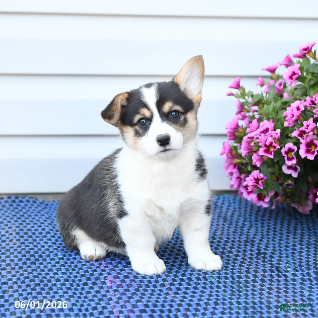 Welsh Corgi Pembroke dogs for sale: Jewel - Ad 1