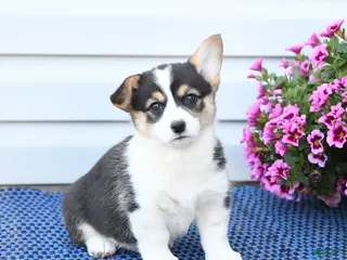 Welsh Corgi Pembroke dogs for sale: Jewel - Ad 4