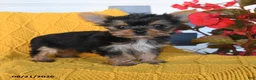 Yorkshire Terrier dogs for sale: Lady - Ad 4