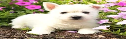 West Highland Terrier dogs for sale: Jewel - Ad 3