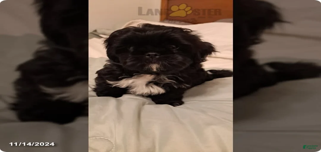 Gallery Image {{count}}