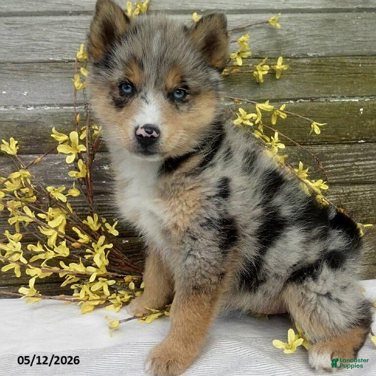 Pomsky dogs Stella - Ad 1