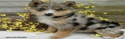 Pomsky dogs for sale: Stella - Ad 1
