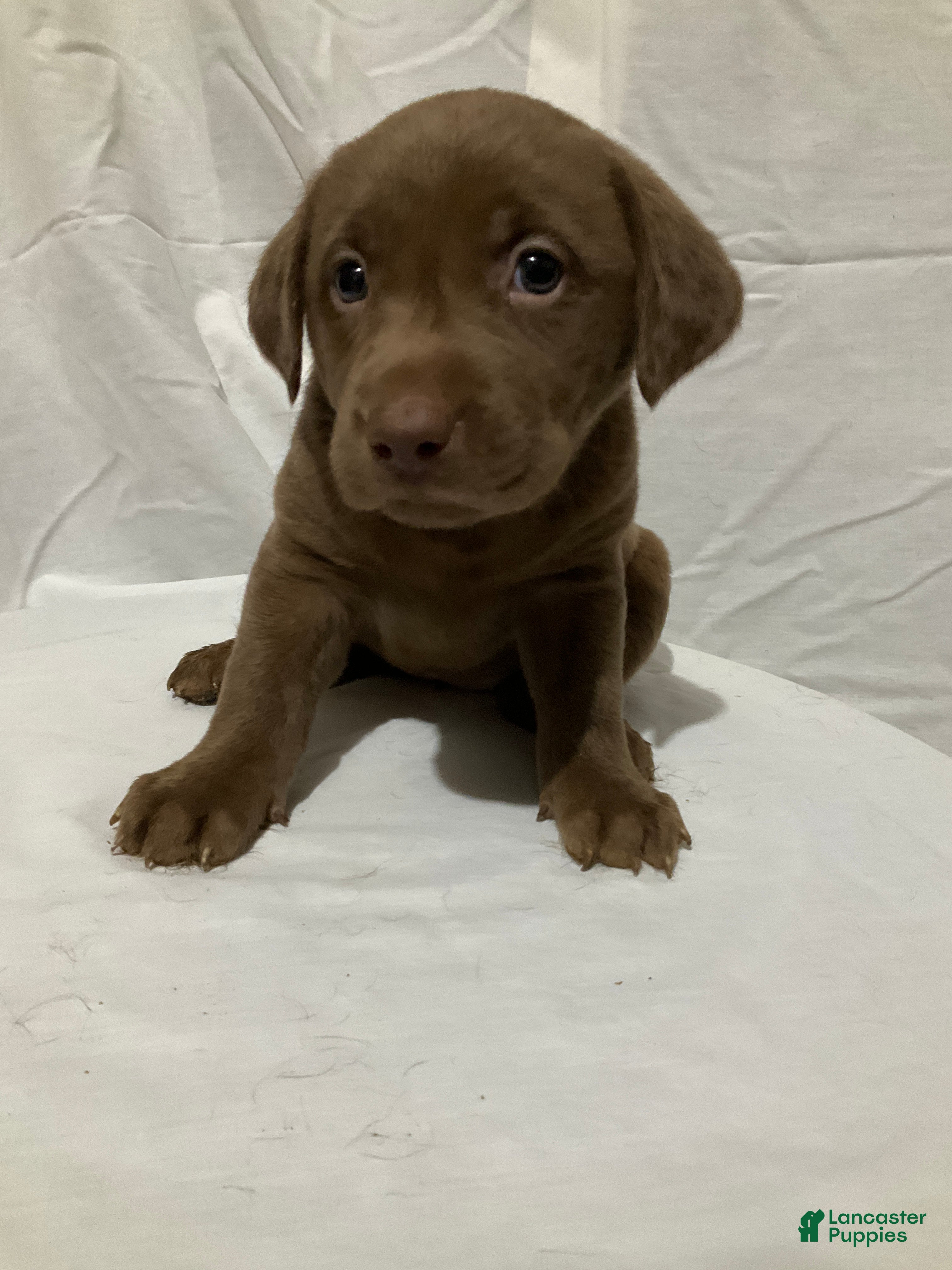 Labrador Retriever dogs Lucy - Ad 27